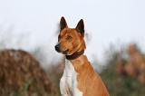 BASENJI 003